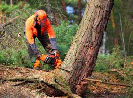 Streator, IL Tree Removal and Landscaping Services Company